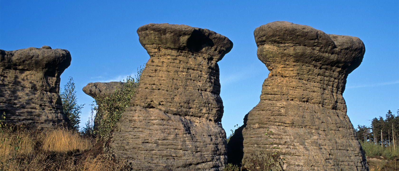 Broumovské stěný: skalní hřiby